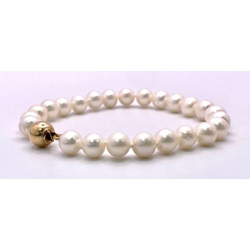 584 - A Creamy White Cultured Pearl Strung Bracelet with a 9K Yellow Gold Ball Clasp. 16cm. Ref: 5969