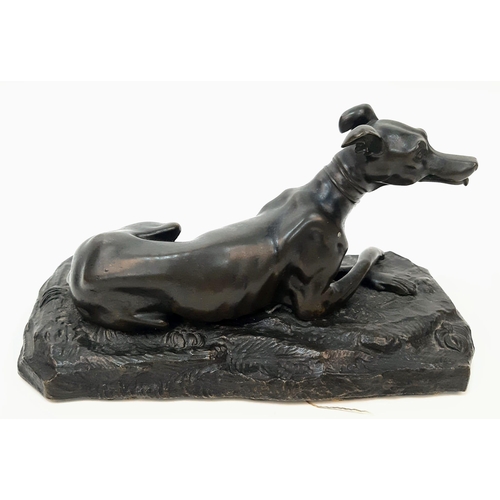 340 - Stunning Antique Bronze Greyhound. Superb modelling and patina. 
3.5 inches high, length 7 inches.