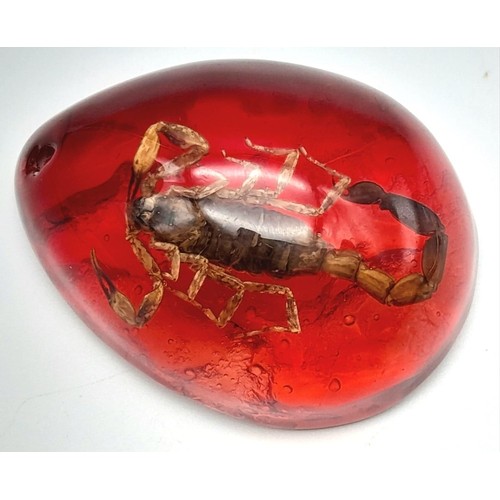 1771 - A Large Scorpion Resides in Red Resin. Pendant or Paperweight. 6cm