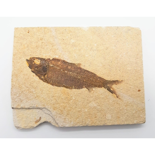 154 - A fossil “milkfish” in excellent state of preservation, Tharrhias araripis in original limestone mat... 