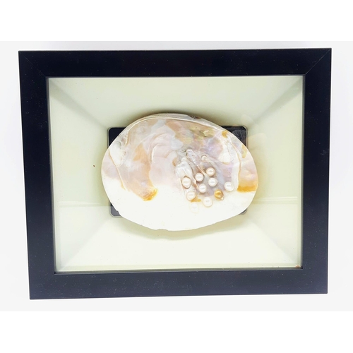 245 - A Natural History marvel: A framed specimen of a large freshwater mussel with pearls. Dimensions: 28... 