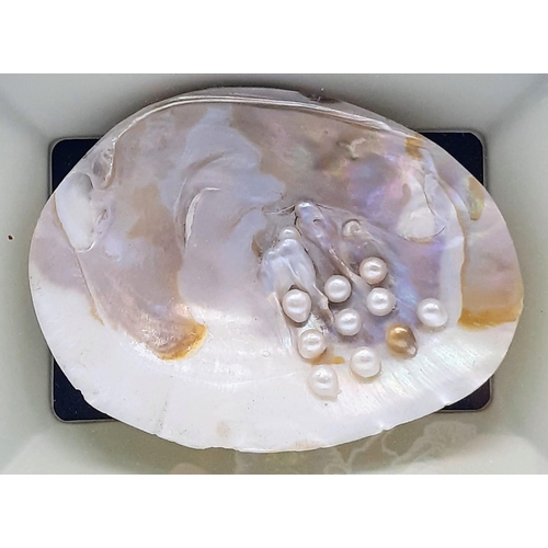 245 - A Natural History marvel: A framed specimen of a large freshwater mussel with pearls. Dimensions: 28... 