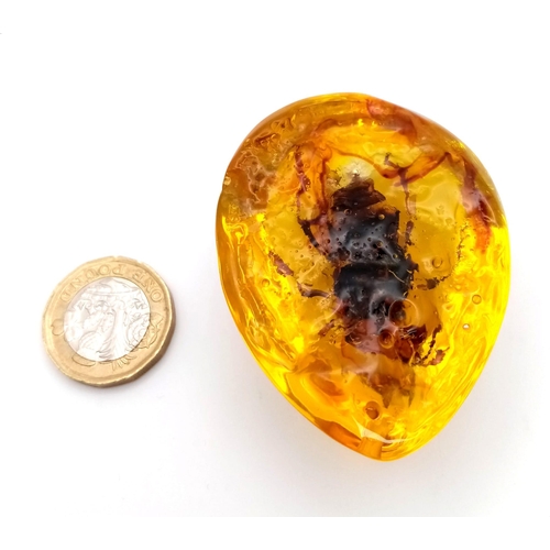 1579 - A Large Asian Hornet in Amber Coloured Resin. Pendant, paperweight or a warning for any wasp that fa... 