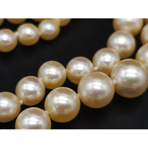 262 - A CLASSY 2 ROW GRADUATED CULTURED PEARL NECKLACE WITH PLATINUM DIAMOND, PEARL & SAPPHIRE CLASP, APPR... 