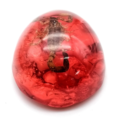 1136 - A Scorpion Ready to Strike - Unfortunately Now Frozen Forever in a Red Hellish Resin Prison. Pendant... 