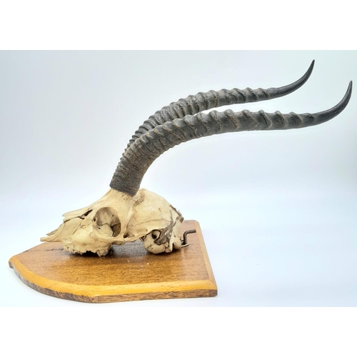 184 - A vintage, probably 60s, scull of an African antelope, complete with horns, in excellent condition, ... 