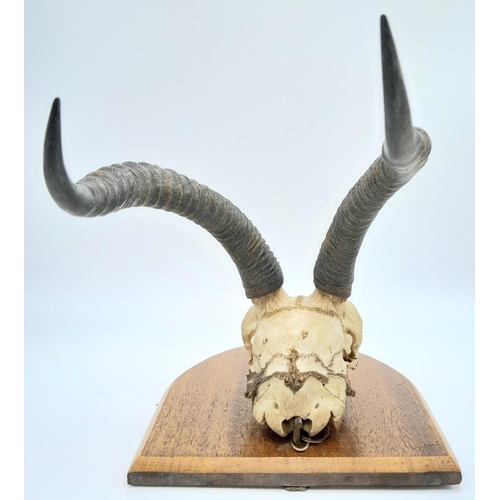 184 - A vintage, probably 60s, scull of an African antelope, complete with horns, in excellent condition, ... 