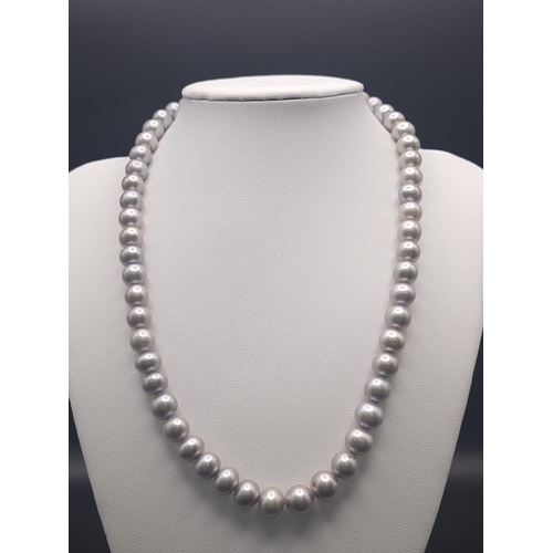 523 - A Metallic Grey Cultured Pearl Necklace with 925 Silver Clasp. 44cm