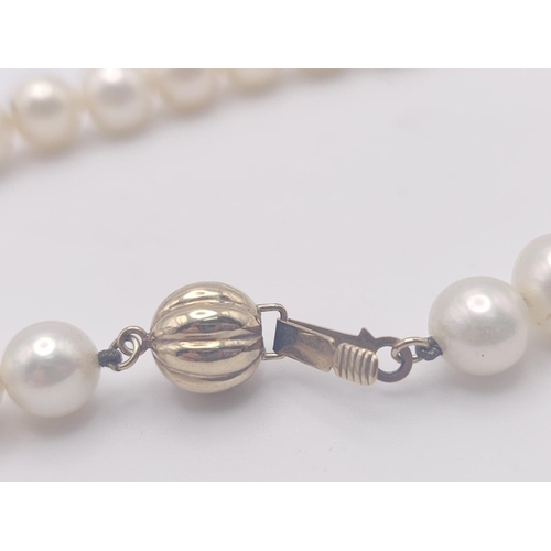 736 - A Cultured White Pearl Necklace with a 9K Yellow Gold Clasp. 
42cm.