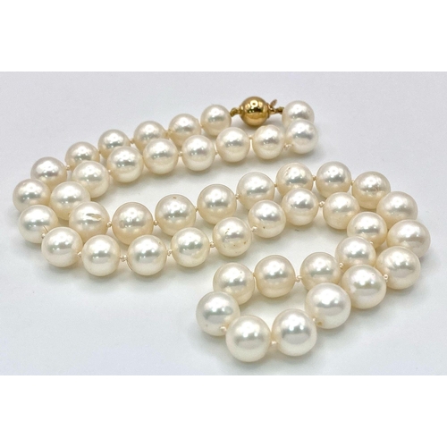 1437 - A Cultured White Pearl Necklace with a 9K Yellow Gold Clasp. 
42cm length.