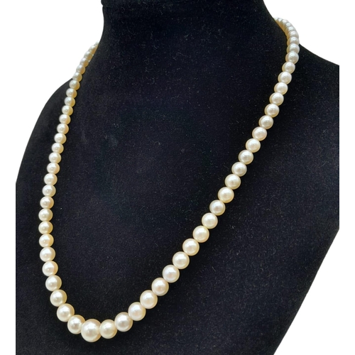 212 - A 44cms GRADUATED STRING OF PEARLS WITH PLATINUM AND DIAMOND CLASP IN ORIGINAL BOX FROM THE FAMOUS 