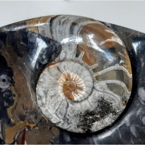 1528 - A very ornamental oval plate with a large polished Moroccan Devonian Ammonite (app 400 million years... 