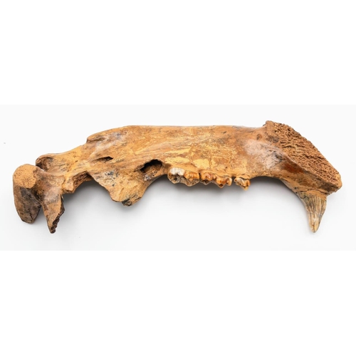 217 - A spectacular, jaw with teeth of Ursus spelaeus (Cave bear), a prehistoric species that lived in Eur... 