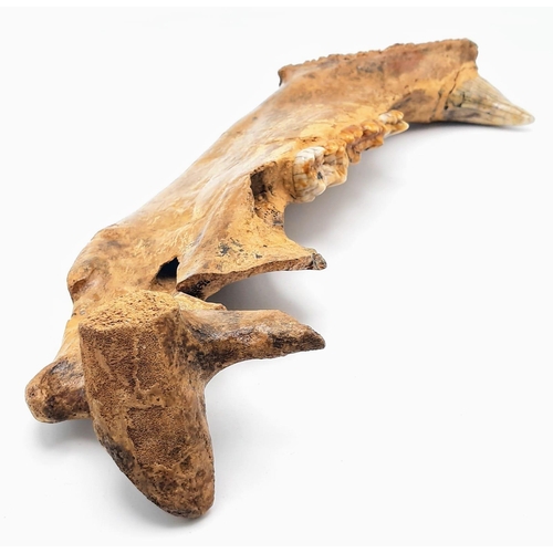 217 - A spectacular, jaw with teeth of Ursus spelaeus (Cave bear), a prehistoric species that lived in Eur... 