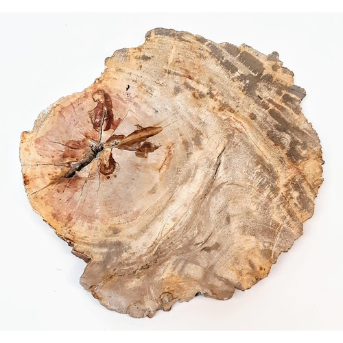 297 - A large and very collectable slice of fossil wood in excellent state of preservation with a complete... 