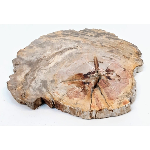 297 - A large and very collectable slice of fossil wood in excellent state of preservation with a complete... 