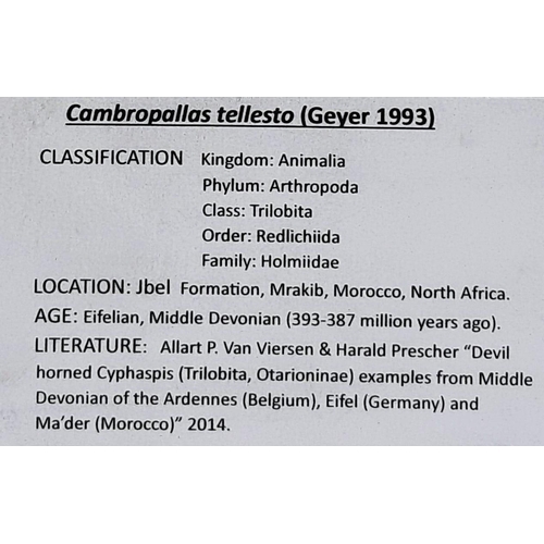 87 - A wonderful, gigantic trilobite Cambropallas tellesto (Geyer 1930) from Morocco of Middle Devonian a... 
