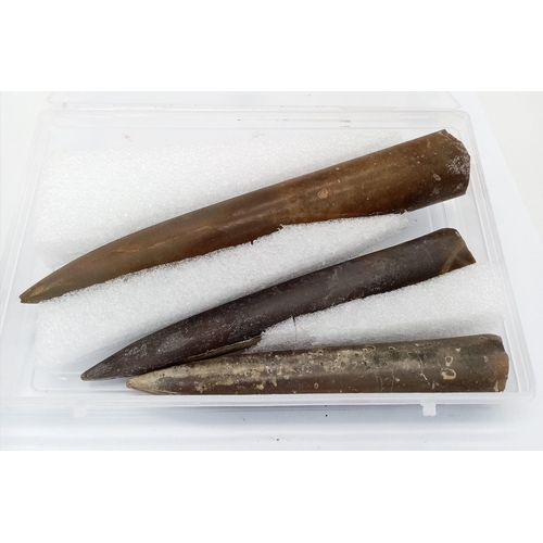 242 - Three fossil Belemnites of the genus Cylindrotheuthis, from Bedfordshire, UK. Of Callovian-Oxfordian... 