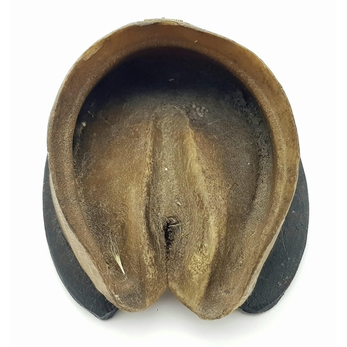 166 - British Victorian Cavalry Horse Hoof with a rare 1896 pattern 21st Lancers Badge.