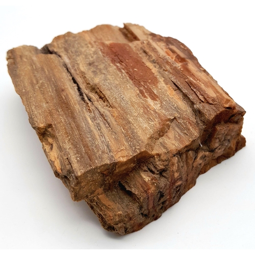 209 - A rare, Egyptian, petrified piece of wood, cut and polished on one side, 35 million years old, from ... 