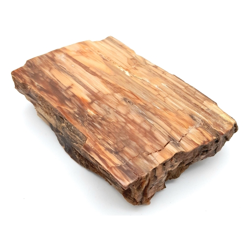 209 - A rare, Egyptian, petrified piece of wood, cut and polished on one side, 35 million years old, from ... 