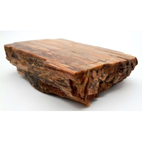 209 - A rare, Egyptian, petrified piece of wood, cut and polished on one side, 35 million years old, from ... 