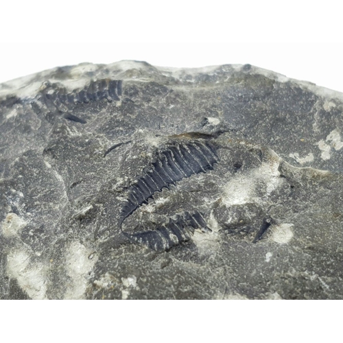 126 - A weird and wonderful PAIR of exotic looking Trilobites lately discovered and described Cyphaspis wa... 