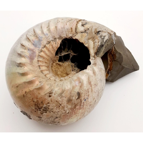 251 - A rarely seen in such excellent state of preservation an Ammonite with mother of pearl shell intact.... 