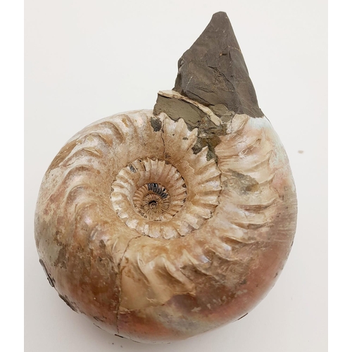 251 - A rarely seen in such excellent state of preservation an Ammonite with mother of pearl shell intact.... 