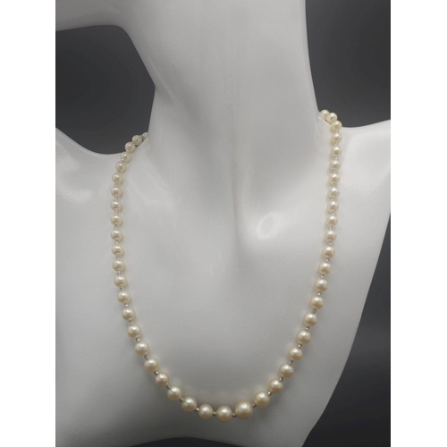 281 - A Graduated Golden South Sea Pearl Necklace. 42cm.