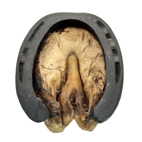 331 - British Victorian Cavalry Horse Hoof with a rare 1896 pattern 21st Lancers Badge.