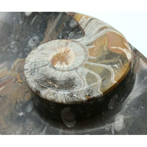 209 - A very ornamental, oval fossiliferous stone plate with a large, polished, Moroccan Ammonite of Ordov... 