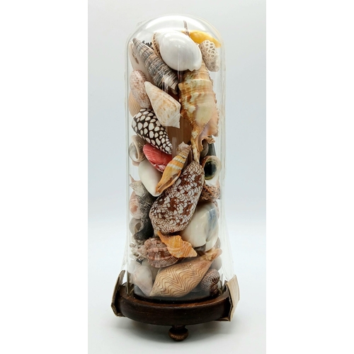 238 - A comprehensive collection of seashells from the seas around French Polynesia, beautifully arranged ... 