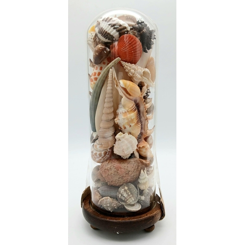 238 - A comprehensive collection of seashells from the seas around French Polynesia, beautifully arranged ... 