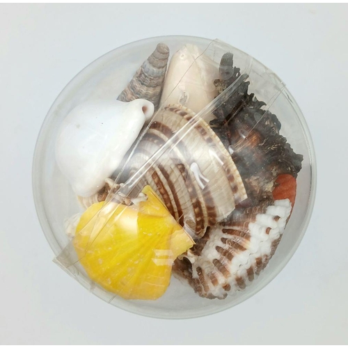 238 - A comprehensive collection of seashells from the seas around French Polynesia, beautifully arranged ... 