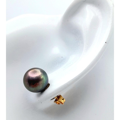 59 - A beautiful pair of 14 K yellow gold stud earrings with genuine, top quality, round, Tahitian pearls... 