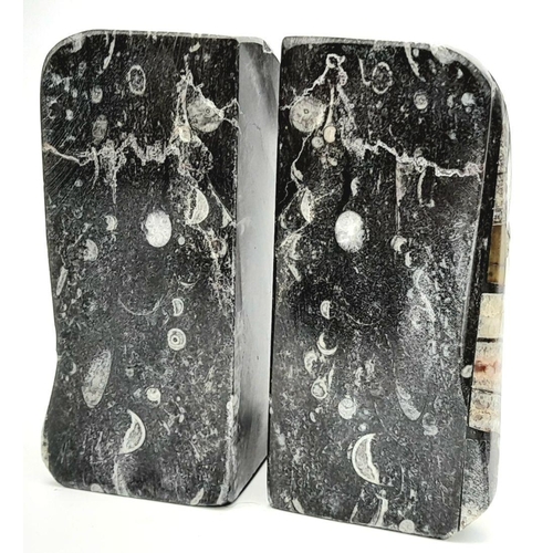 185 - A fascinating pair of polished stone bookends with fossil Orthoceras from Morocco. Ordovician age (4... 