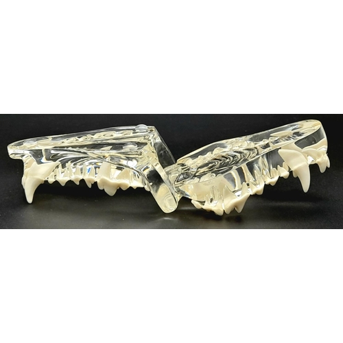 192 - A PVC teaching model of Upper and Lower Canine Mandibles complete with teeth. In excellent new/unuse... 