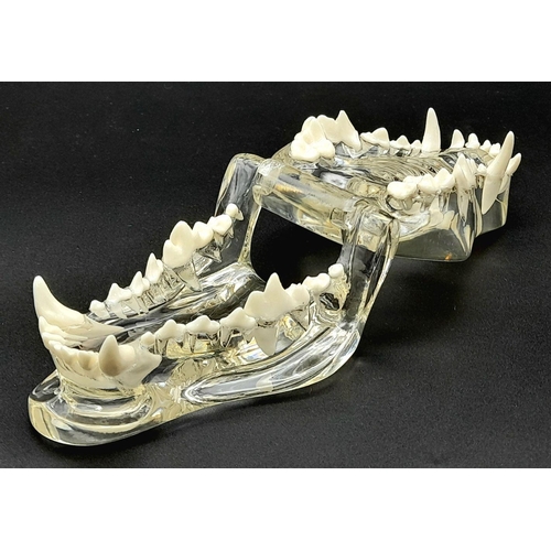 192 - A PVC teaching model of Upper and Lower Canine Mandibles complete with teeth. In excellent new/unuse... 