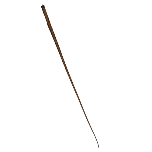 244 - A very interesting Stingray tail from the species Dasyatis thetidis that lives on the Eastern Pacifi... 