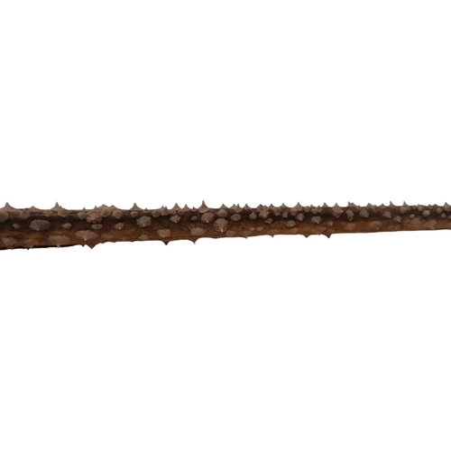 244 - A very interesting Stingray tail from the species Dasyatis thetidis that lives on the Eastern Pacifi... 