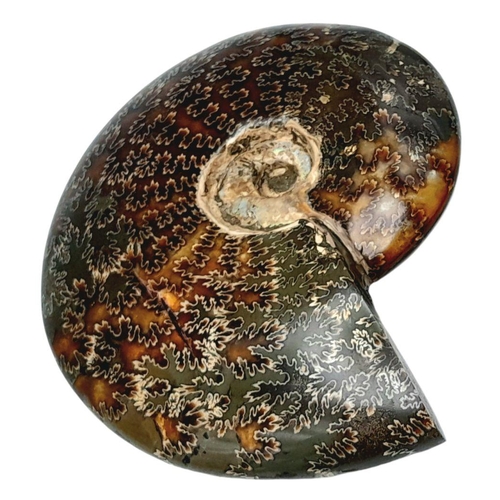 112 - A fine example of a large Ammonite Cleonicaras cleon from Madagascar, of Albian, Lower Cretaceous (1... 