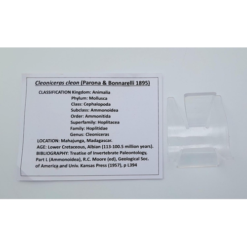 112 - A fine example of a large Ammonite Cleonicaras cleon from Madagascar, of Albian, Lower Cretaceous (1... 