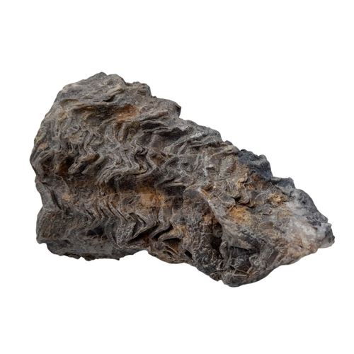 238 - A rare palaeontological find, a Radiolites sauvagesi (d’ Hombres-Firmas 1838) from the Parnassus Mou... 