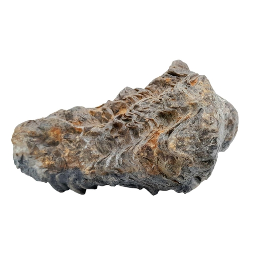 238 - A rare palaeontological find, a Radiolites sauvagesi (d’ Hombres-Firmas 1838) from the Parnassus Mou... 