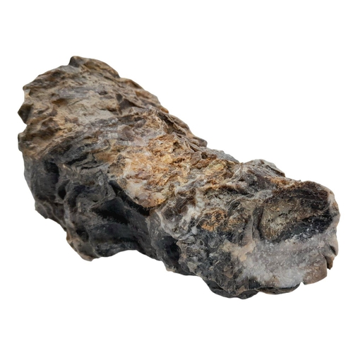 238 - A rare palaeontological find, a Radiolites sauvagesi (d’ Hombres-Firmas 1838) from the Parnassus Mou... 