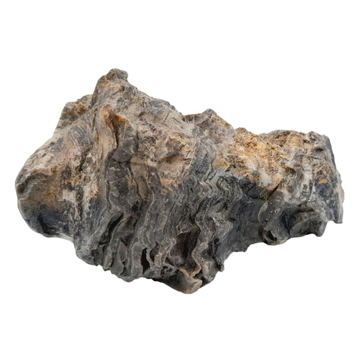 238 - A rare palaeontological find, a Radiolites sauvagesi (d’ Hombres-Firmas 1838) from the Parnassus Mou... 