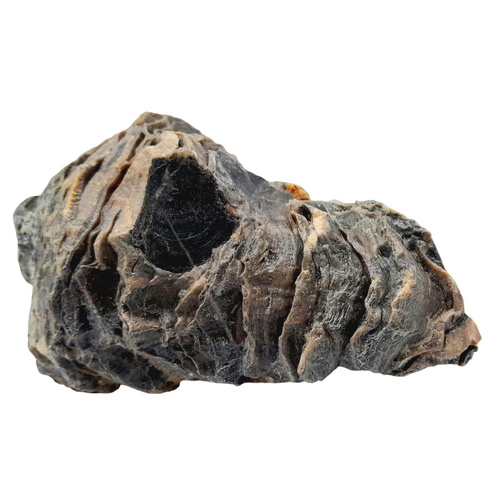 238 - A rare palaeontological find, a Radiolites sauvagesi (d’ Hombres-Firmas 1838) from the Parnassus Mou... 