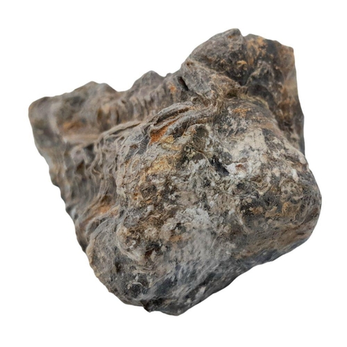 238 - A rare palaeontological find, a Radiolites sauvagesi (d’ Hombres-Firmas 1838) from the Parnassus Mou... 