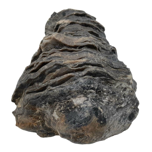 238 - A rare palaeontological find, a Radiolites sauvagesi (d’ Hombres-Firmas 1838) from the Parnassus Mou... 